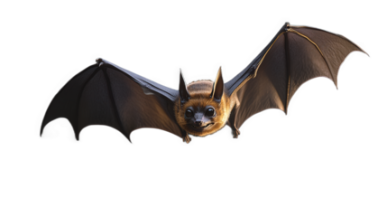 A close-up photo of a dancing bat