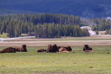 Buffalo herd sleeping and laying with calves in Yellowstone National Park, Wyoming