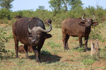 Kaffernbüffel und Gelbschnabel-Madenhacker / African buffalo and Yellow-billed oxpecker / Syncerus caffer et Buphagus africanus.