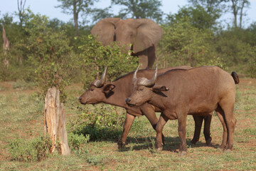 Afrikanischer Elefant und Kaffernbüffel / African elephant and African buffalo / Loxodonta...