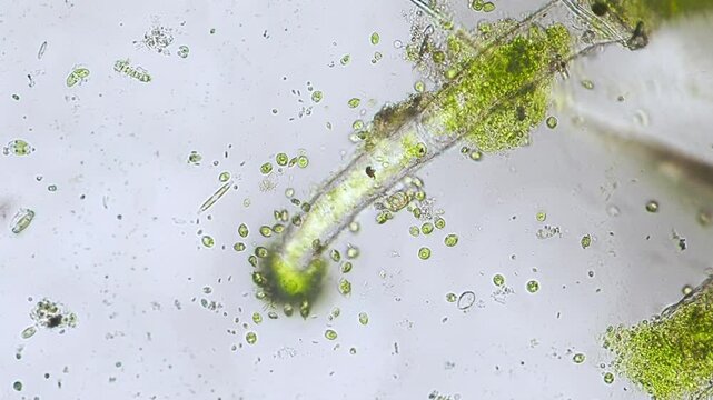 Unicellular algae in movement under the microscope - optical microscope x200 magnification