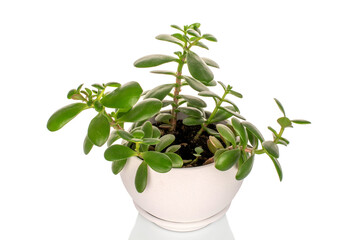 Crassula Ovata flower in a clay pot, isolated on a white background.