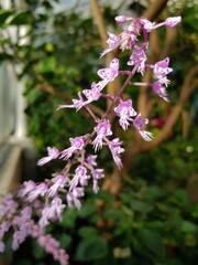 pink and white flowers