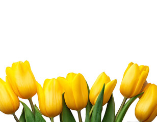 Obraz premium yellow tulips at the bottom of the picture isolated on white background