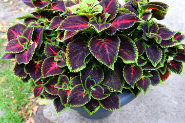 Multi-coloured Curly Leaves of Coleus