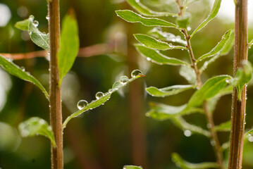 Dew-covered green leaves in morning sunlight