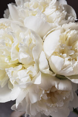 Close up of a white peony bloom. A detailed close-up shot of a white peony flower, showcasing the delicate beautifull petals with soft light. Creamy texture, pastel neutral color, dark background.