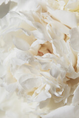 Close-up White Peony Blossoms. A soft focus on white peony petals, delicate textures of buds flower, gentle shades of cream pastel color. Serene and pure aesthetic concept. Macro full bloom.