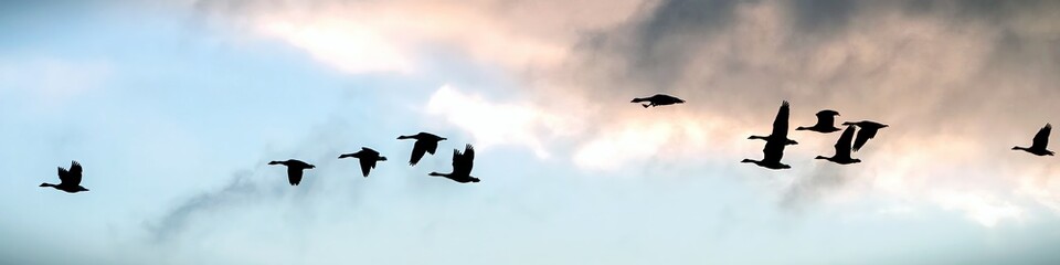 A flock of Canada Goose migrating to the South before the winter comes.
