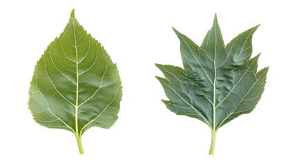 Fototapeta premium Green sunflower leaves isolated on white, set
