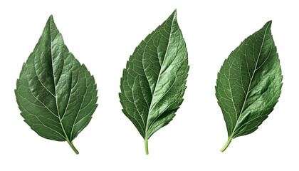 Naklejka premium Green sunflower leaves isolated on white, set