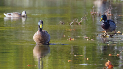A group of mallard ducks floating and preying in the water.