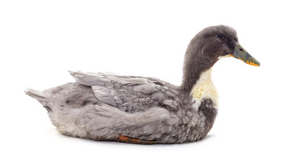 One gray duck sitting.