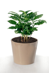 green  coffe plant in a pot as house plant