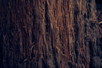 The surface of the tree bark. The villi of the bark are coarse in texture. The pattern and texture of tree bark. A background with space to copy. High quality photo