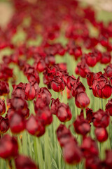 Red Valentine's Day tulip flowers blooming in spring