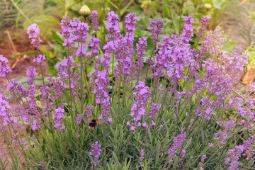 Lavandula officinalis grows in meadow or open areas. Lavandula cultivated for ornamental purposes and for oil production. Sunny day.