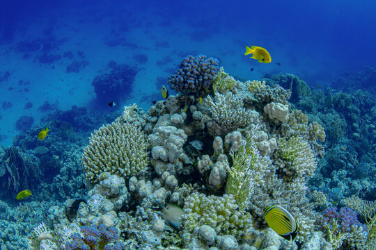 Vibrant underwater scene with diverse coral and fish species