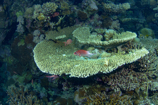 Sea Goldie fish swimming among vibrant coral reefs