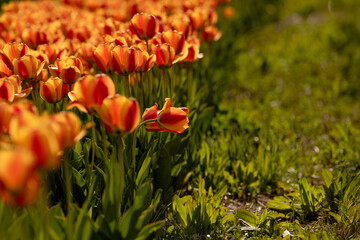 Negative space landscape of springtime orange and yellow tulip flowers
