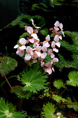 various kinds of pink begonias close up