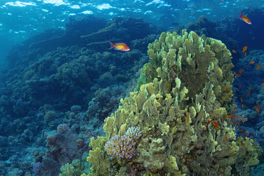 Schooling Sea Goldie swimming over a vibrant coral reef