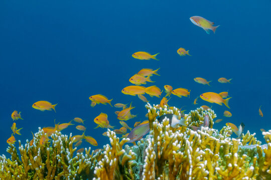 Schooling Sea Goldies swimming near coral in clear blue water