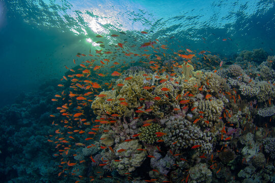 Schooling Sea Goldie swimming among coral reef