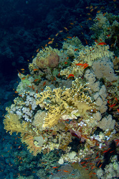 Schooling Sea Goldie swimming among coral reefs