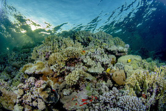 Schooling Sea Goldie swimming among coral reef