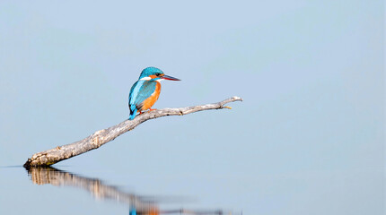 Obraz premium Kingfisher bird on a dry tree branch