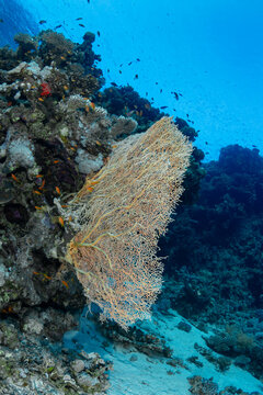 Sea goldie fish swimming near large sea fan in blue water