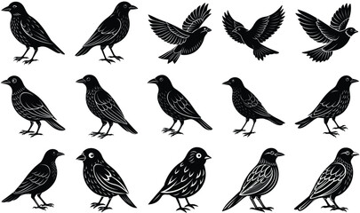 collection of birds