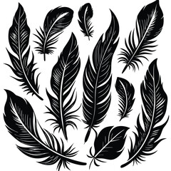 Obraz premium set of feathers vector