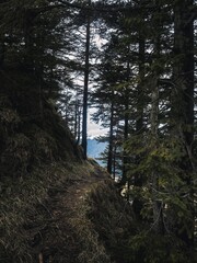 A hiker with a backpack walks along a moss-covered trail surrounded by tall pine trees. The rugged terrain and tranquil forest create a peaceful outdoor adventure scene.
