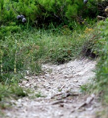 Obraz premium A path in a wild forest. Mysterious green background. Solitude with nature. Wild nature. Landscape. Tourist path. Cover. Wallpaper. Postcard