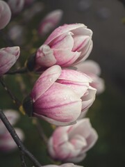 Close-up of vibrant pink magnolia buds and blossoms on bare branches, signaling the arrival of spring. The soft petals contrast beautifully with the natural background.