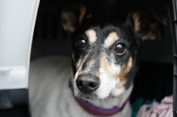 jack russell terrier