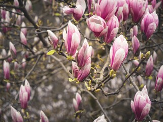 Close-up of vibrant pink magnolia buds and blossoms on bare branches, signaling the arrival of spring. The soft petals contrast beautifully with the natural background.