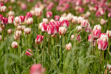 Pink and white tulip flowers blooming in spring
