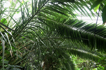 Lush green rainforest plants