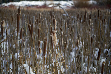 Cattail along the Deschutes river in winter 