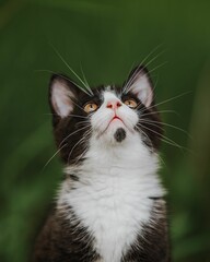 Kitten gazing upwards