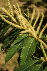 A close up of a plant