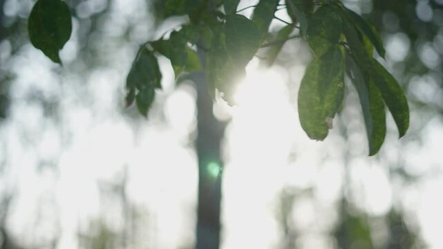 Branches, Long Thanh, Vietnam, Forest