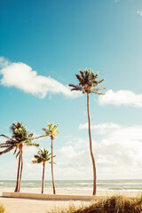 Obraz premium palm trees on tropical beach