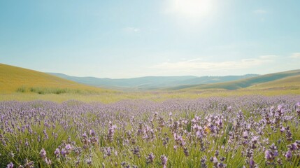 Obraz premium Serene Lavender Field Under Clear Blue Sky in Sunlight