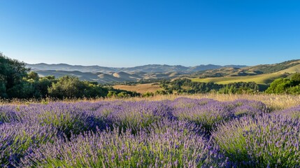 Obraz premium Stunning Lavender Field Under Bright Blue Sky with Rolling Hills