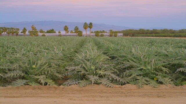 Sunset view of artichokes growing in Coachella Valley with mountains and Salton Sea in background