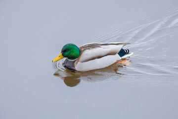 Obraz premium duck in the water